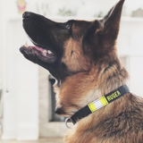 Firefighter Personalized TAN Dog Collar