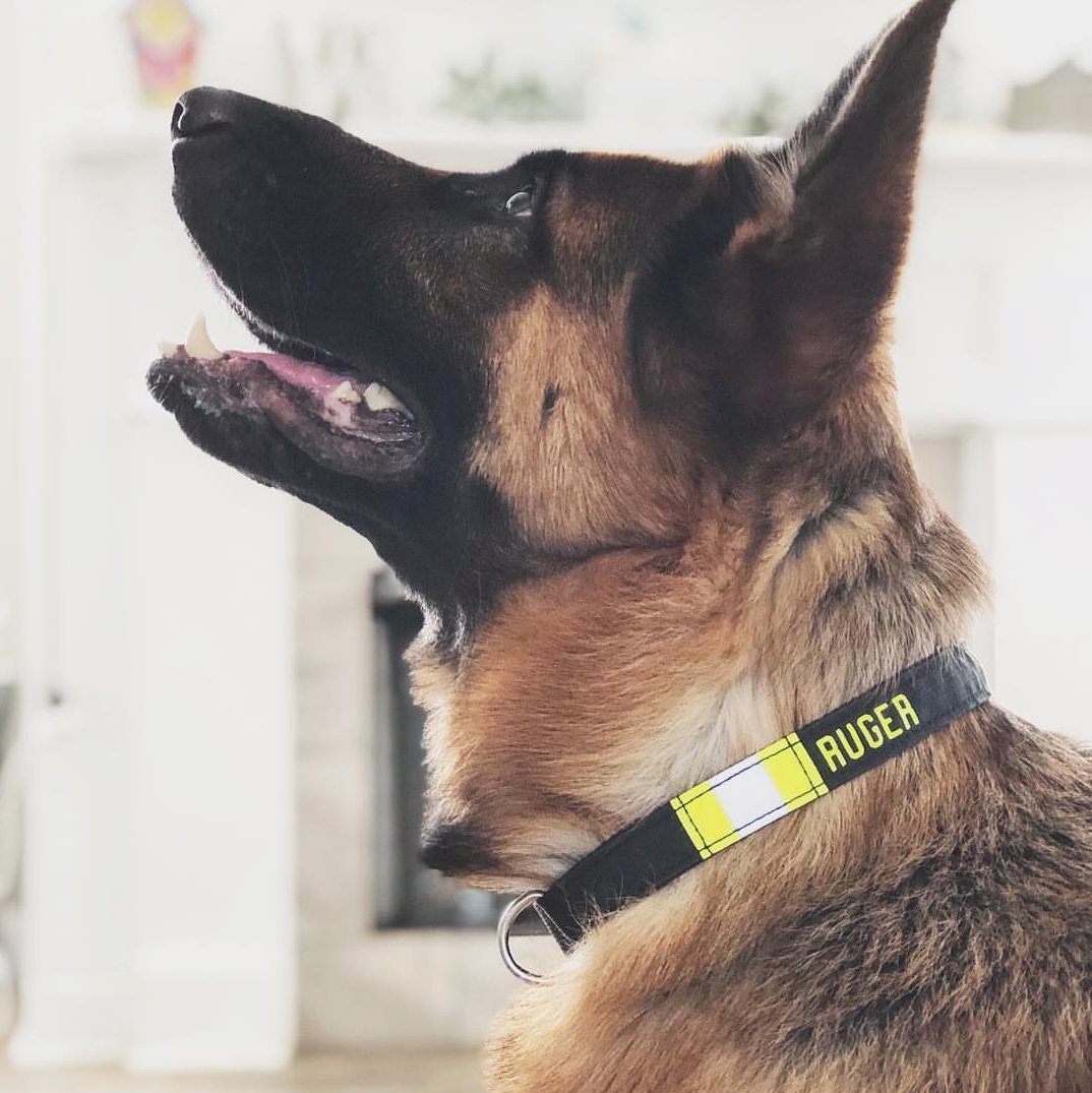 Dog Accessories